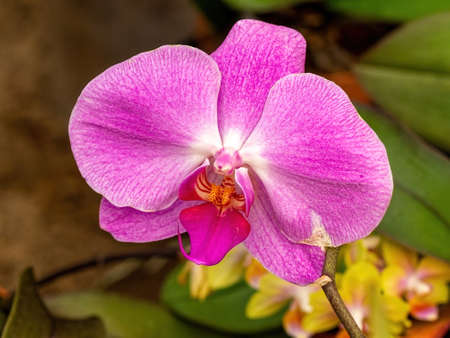 Blooming pink orchidの写真素材