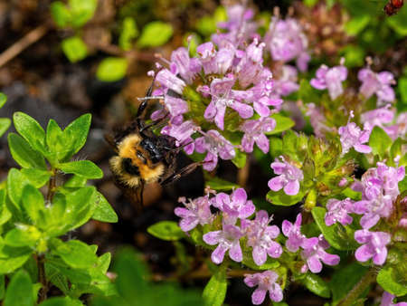 Blooming Thymus quinquefolium flowers and carpenter beeの写真素材