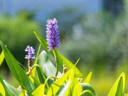 Blooming pickerel weed flowerの写真素材