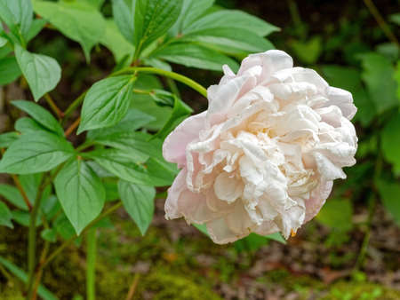 Blooming pale pink peony flowersの写真素材