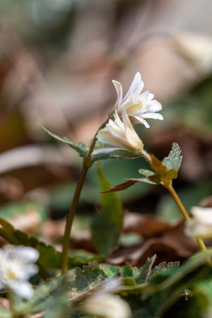 The blooming Anemone keiskeana flowers that snuggle up to each other