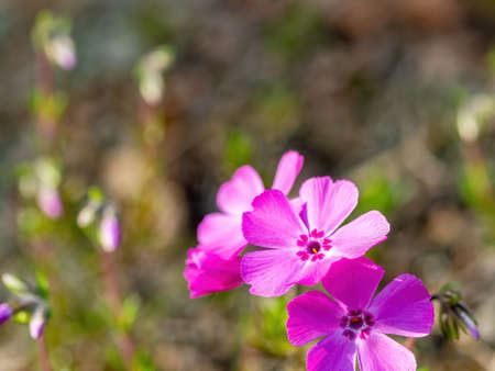 OLYMBlooming pink turf cherry blossoms
PUS DIGITAL CAMERAの写真素材