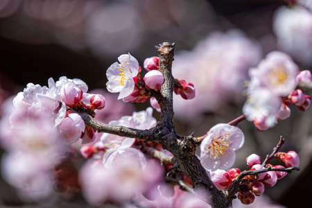 Blooming pink plum blossomsの写真素材