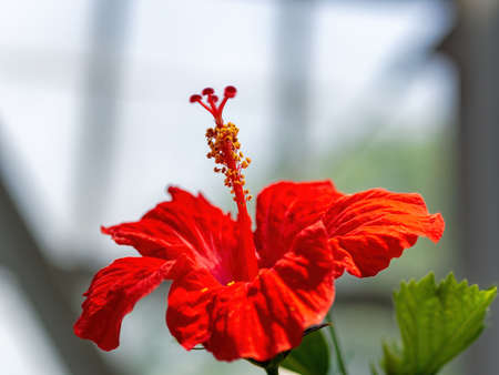 Blooming bright red hibiscus flowerの写真素材