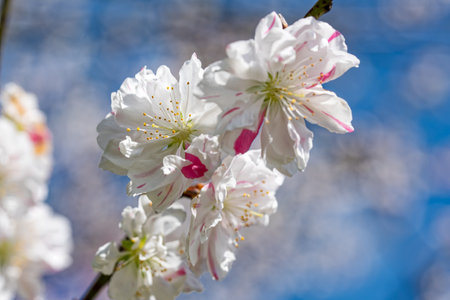 Peach blossoms against the blue skyの写真素材
