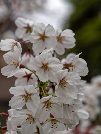 cherry blossom in full bloom in spring, shallow depth of fieldの写真素材