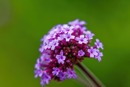 Verbena officinalis, commonly known as the verbena or Verbena bonariensisの写真素材