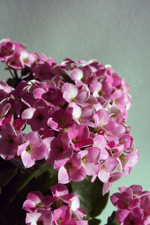 kalanchoe flowers