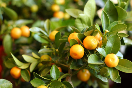 tiny tangerines on trees