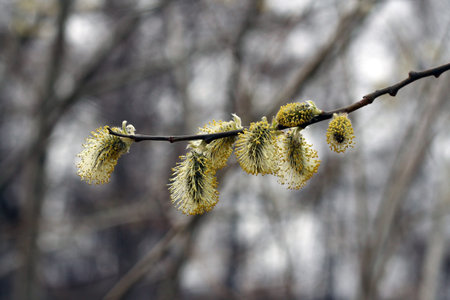 caspian willow in early spring