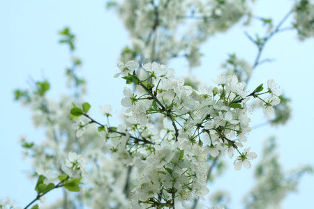 Blossoming bird cherry tree 