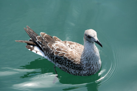young juvenile yellow legged sea gull  Larus michahellis  