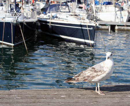 young juvenile yellow legged sea gull  Larus michahellis   in Barcelona, Spainの写真素材