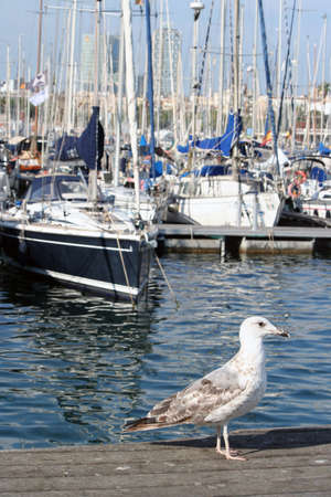young juvenile yellow legged sea gull  Larus michahellis   in Barcelona, Spainの写真素材