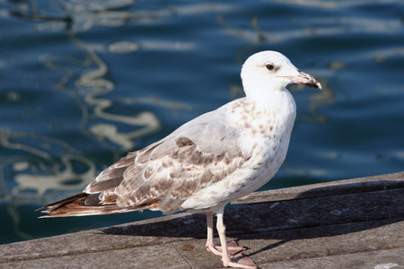 young juvenile yellow legged sea gull  Larus michahellis   in Barcelona, Spain