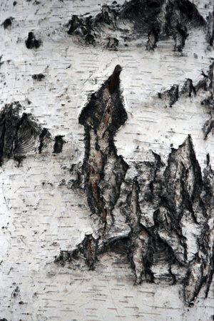 Birch Bark Texture close up