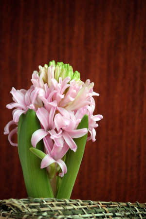 light pink hyacinth on dark wooden の写真素材