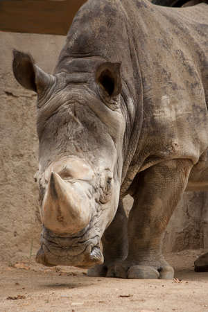 A close up photo of a rhinoの写真素材