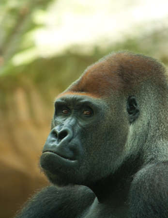 portrait shot of a big male silverback gorillaの写真素材