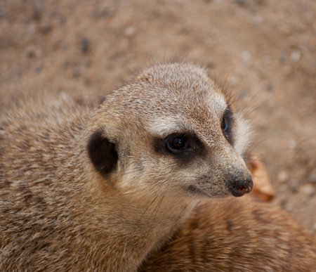 curious meercat (Suricata suricatta), meerkat