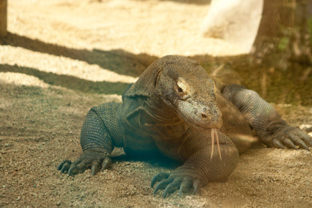 Komodo dragon close up (Varanus komodoensis)