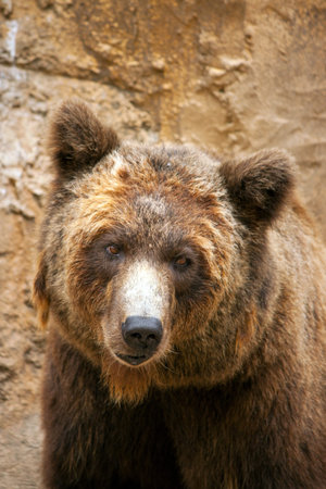Brown bear