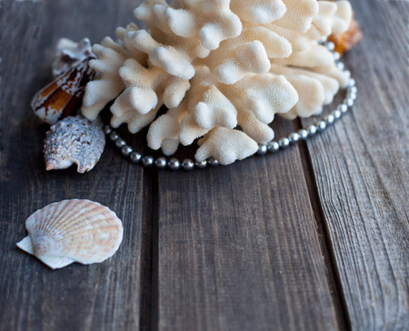 seashells and coral on the wooden table