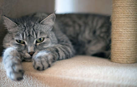 grey tabby cat resting downの写真素材