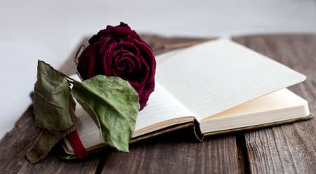 dried rose and open book on the wooden table, close upの写真素材