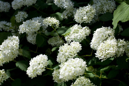 Smooth hydrangea annabelle, wild hydrangea, or sevenbark (Hydrangea arborescens)