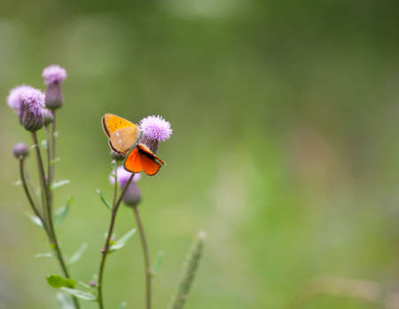 Scarce copper butterfly male and female (Lycaena virgaureae) on a flowerの写真素材