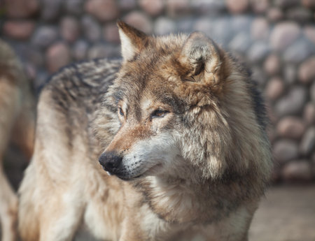 Grey Wolf (Canis lupus) looking to the left