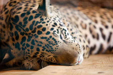 jaguar - panthera onca sleeping close upの写真素材