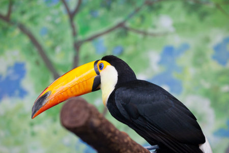 Toucan (Ramphastos toco) sitting on tree branch in the zoo