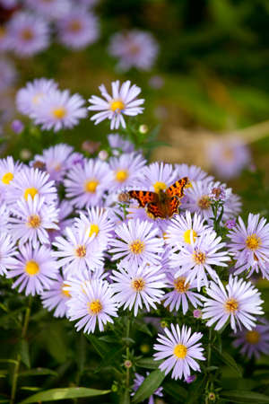 Butterfly on lilac daisy flowers. Selective focus.の写真素材