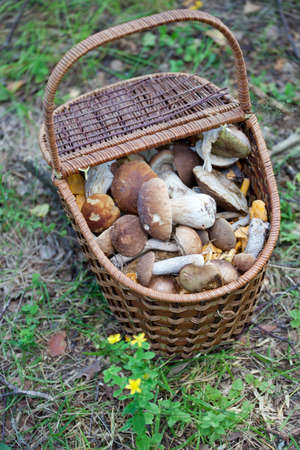 Birch Bolete Mushrooms (Leccinum scabrum) in basket ( rough-stemmed bolete, scaber stalk)の写真素材