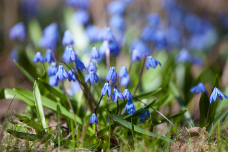 Wood squill (Scilla siberica) flowers in spring