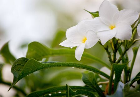 Wet white Plumeria flower (Frangipani flower) blooming with rain drops on itの写真素材