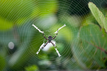 Silver garden spider (argiope argentata, common name Silver Argiope) orb weaver spider in a spider...