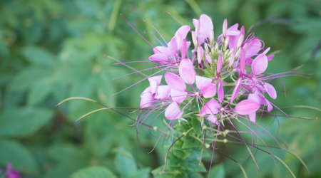 spider flowerの写真素材