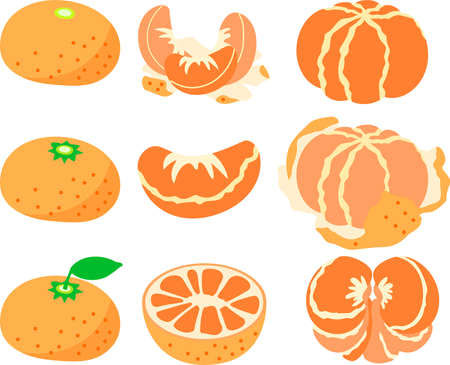 This is an illustration of Mandarin orange.のイラスト素材