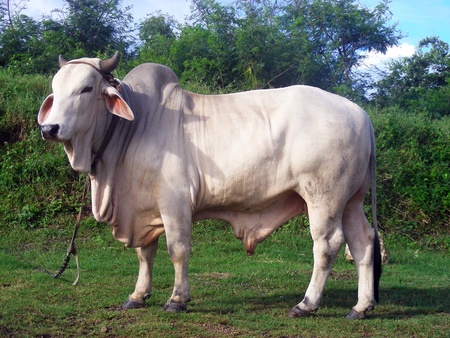 Ox  Bovine Zebu       の写真素材