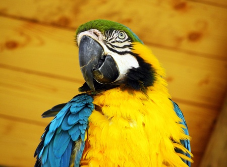           Blue and Yellow Macaw Parrot                     の写真素材