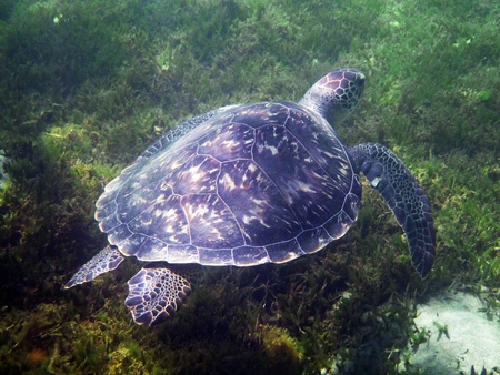 Sea Turtle Swimming on Carribean Seaの写真素材