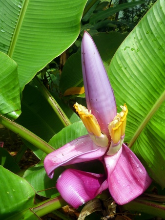 Banana Tree Purple Flowerの写真素材