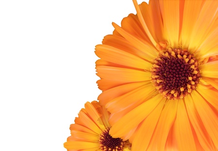 Orange Flowers isolated on white Background                            の写真素材