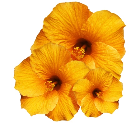 Orange Hibiscus isolated on Whiteの写真素材