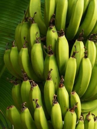 Bunch of Bananas on Treeの写真素材