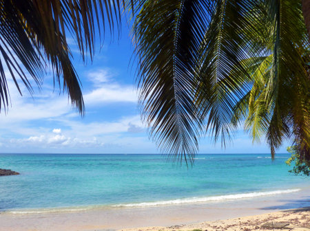 Caribbean Sea and Palm trees in Martiniqueのeditorial素材