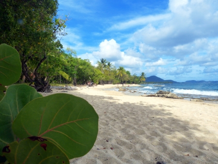 Caribbean Beach and Palm trees in Martiniqueの写真素材